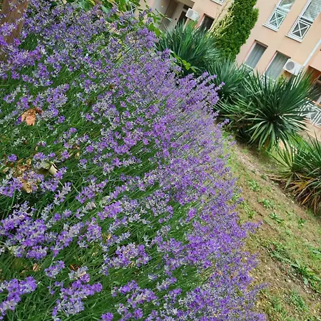 公寓 Double Cherry *