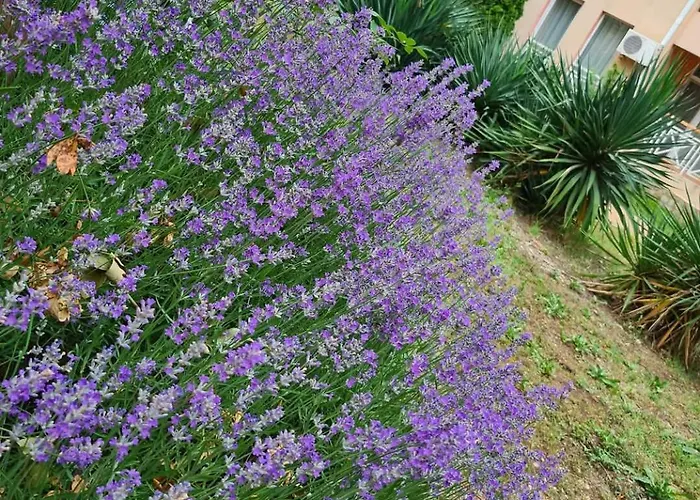 Apartment Double Cherry *